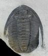 Nice Multi-Toned Cornuproetus Trilobite #24593-4